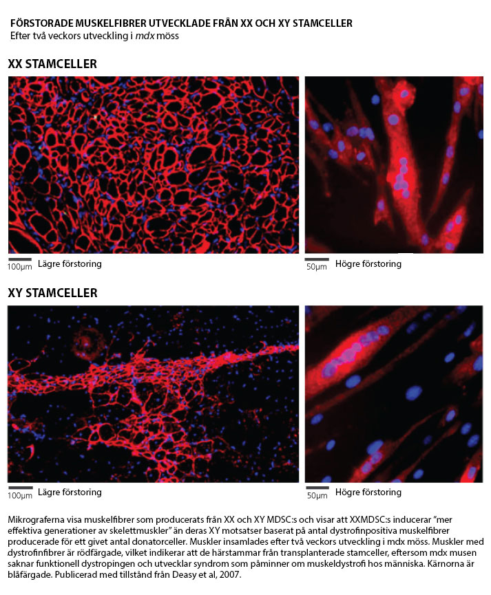 XX stem cells and XY stem cells