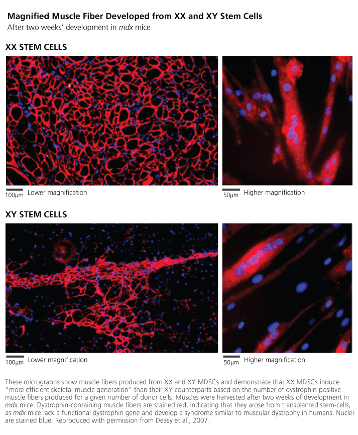 XX stem cells and XY stem cells